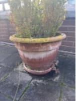 Pot